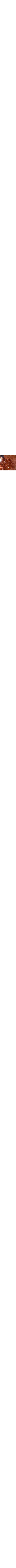 Brun à motifs