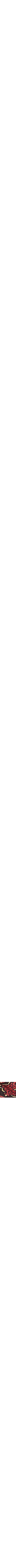 Rouge à motifs
