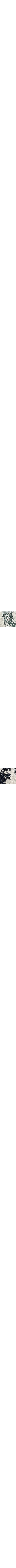 Patterned Blue