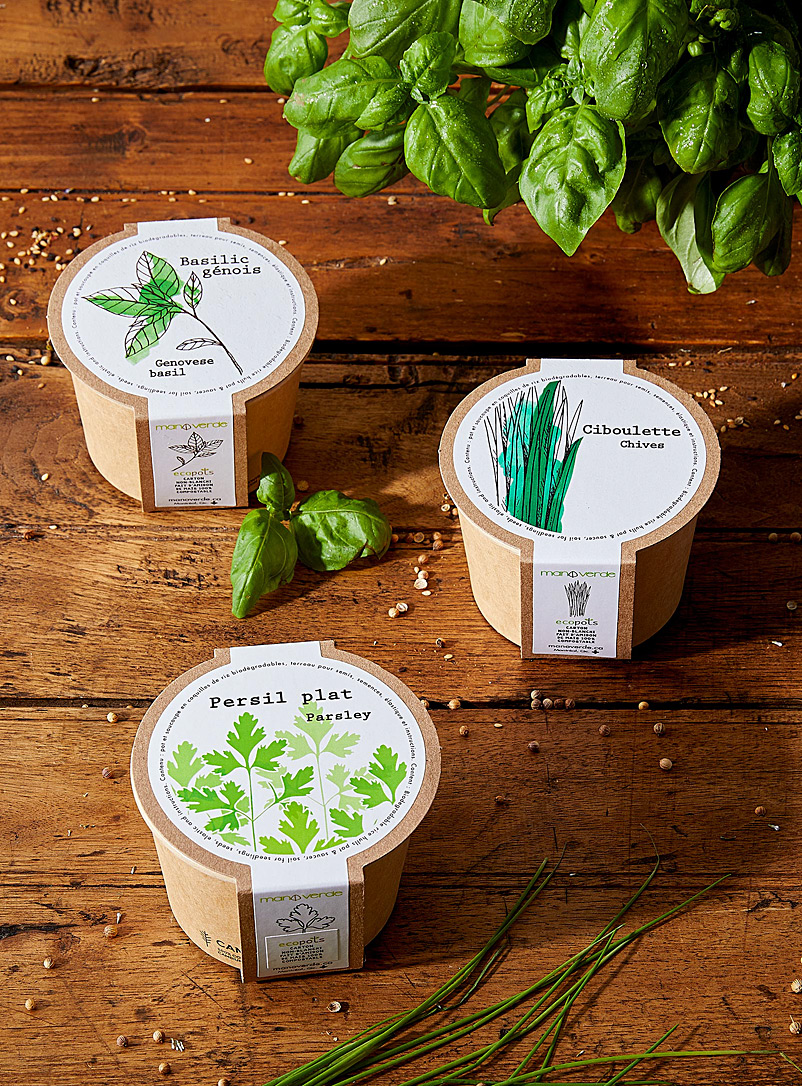 Mano verde: Le trio basilic, persil et ciboulette à cultiver Ensemble de 3 minipots écolos Assorti