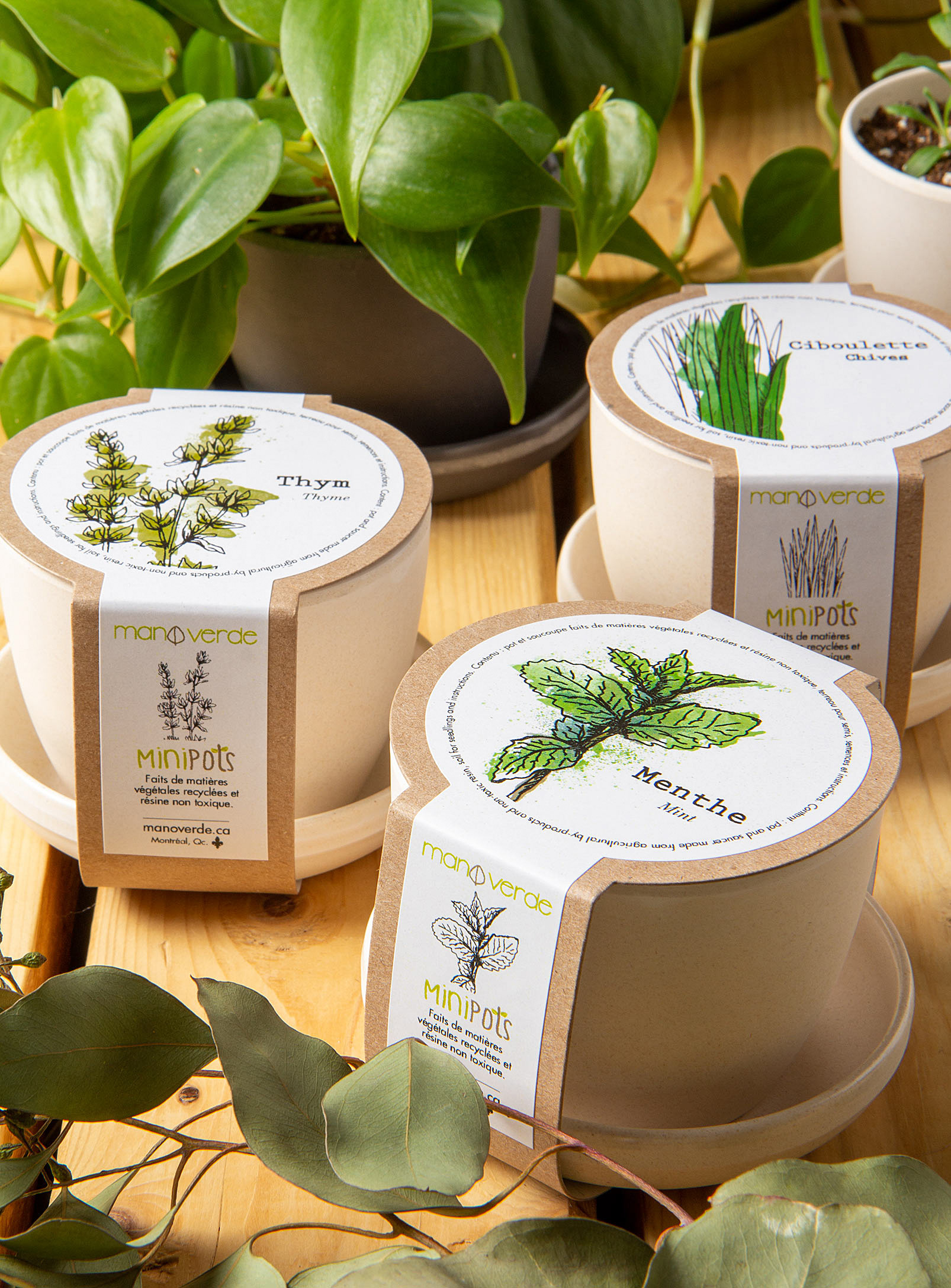 Mano verde - Thyme, mint chives trio to grow 3 eco-friendly mini pots set