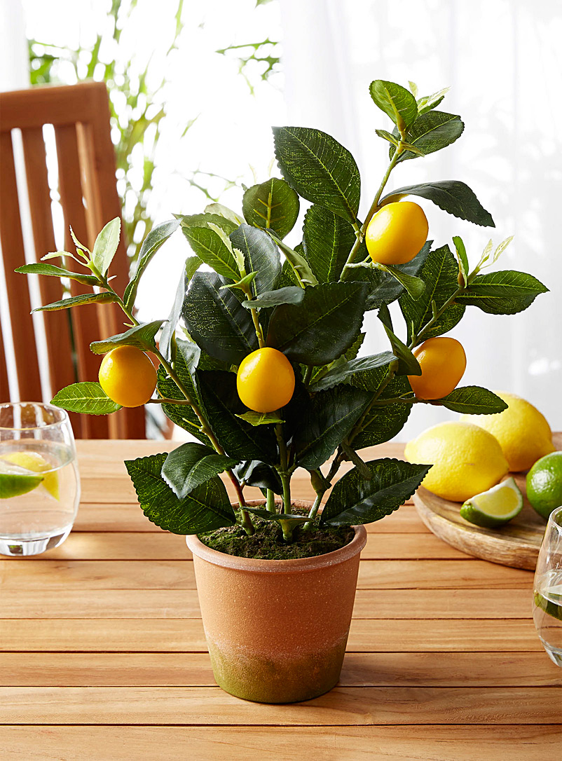 Simons Maison: La plante verte imitation citronnier Assorti