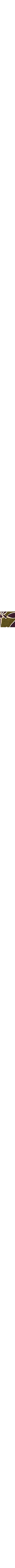 Vert à motifs