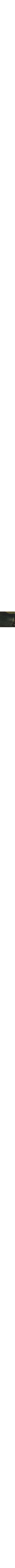 Vert à motifs