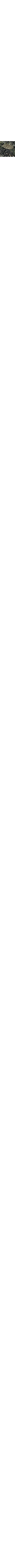 Noir à motifs