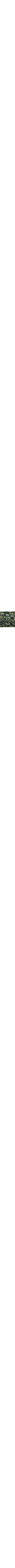 Vert à motifs