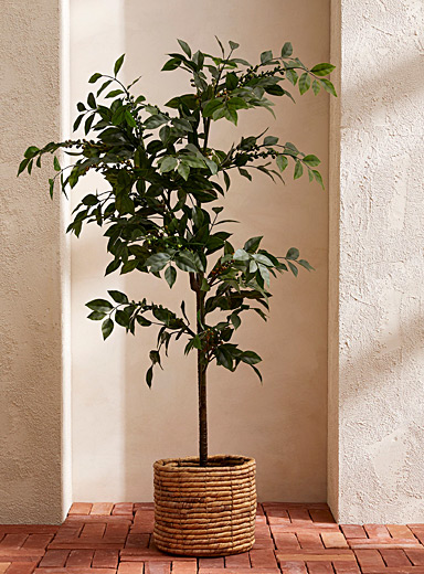 L'arbuste imitation caf&eacute;ier 122 cm de hauteur