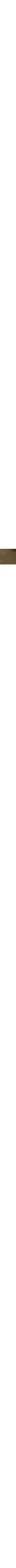 Kaki