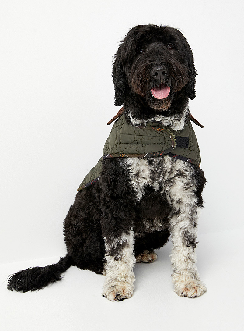 Barbour Mossy Green Dog Bone quilted dog coat for men