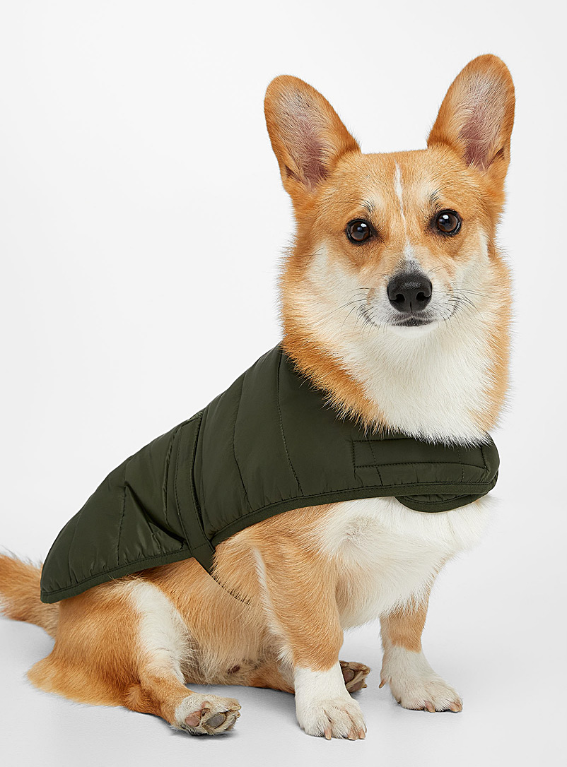 Barbour Mossy Green Quilted dog coat for men