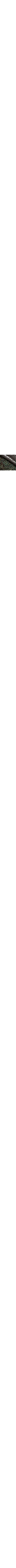 Brun à motifs