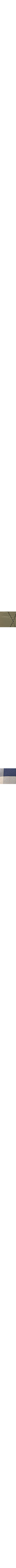 Vert à motifs