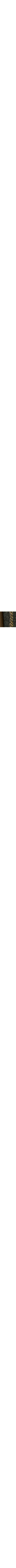 Vert à motifs