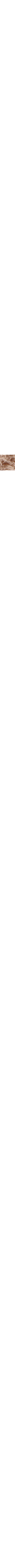 Brun à motifs