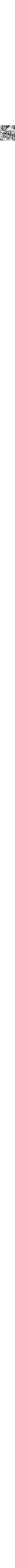 Gris à motifs