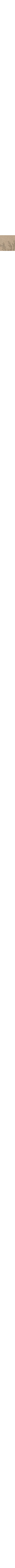 Patterned Ecru