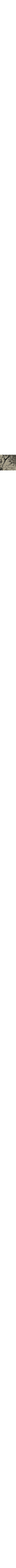 Brun à motifs
