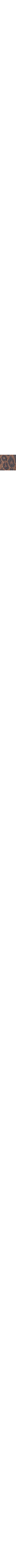 Léopard
