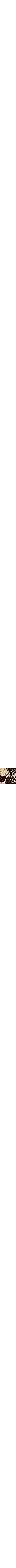 Brun à motifs