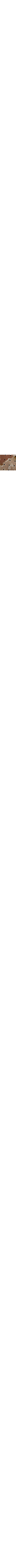 Brun à motifs