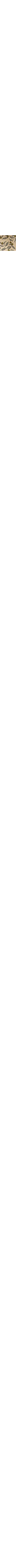 Patterned Ecru