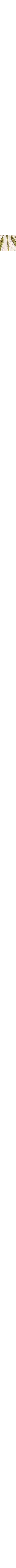 Patterned Ecru