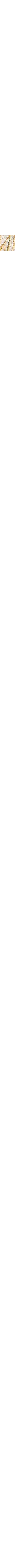 Écru à motifs