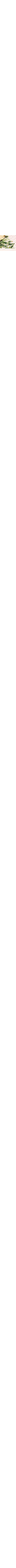 Patterned Ecru