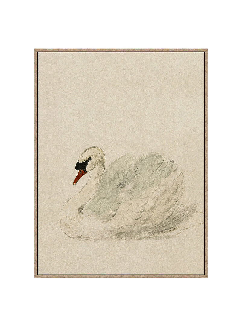 White Swan art print See available sizes product image 2