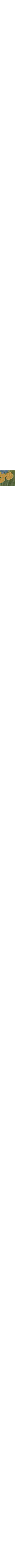 Vert à motifs