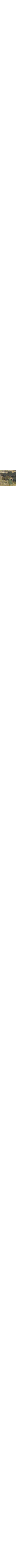 Vert à motifs