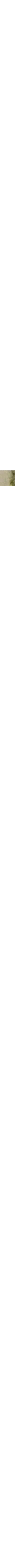 Vert à motifs