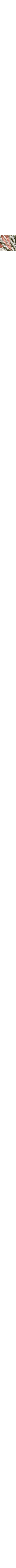 Patterned Ecru