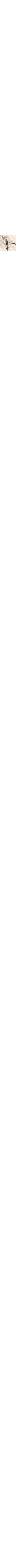 Patterned Ecru