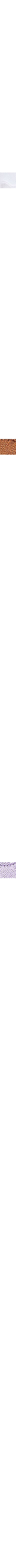 Brun cuivré