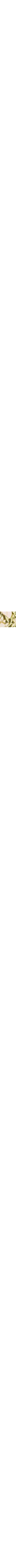 Vert à motifs