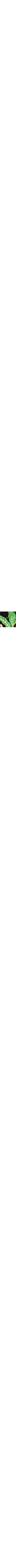 Vert à motifs