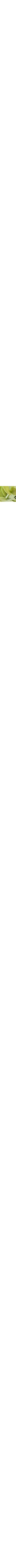 Eucalyptus