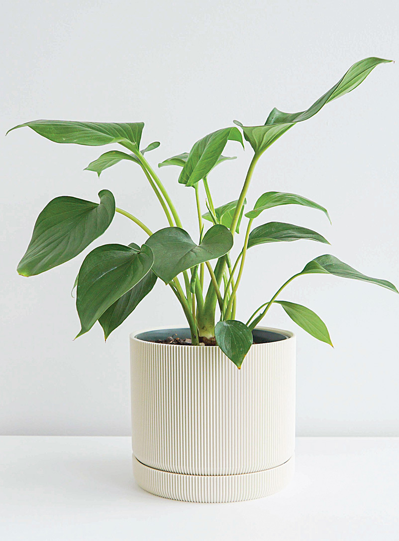 Conifer Homewares: Le pot à plantes en fibres végétales ciguë Voir nos formats offerts Blanc