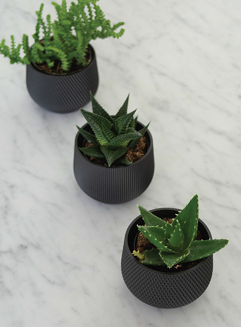 Conifer Homewares Black Plant-based mini planters Set of 3