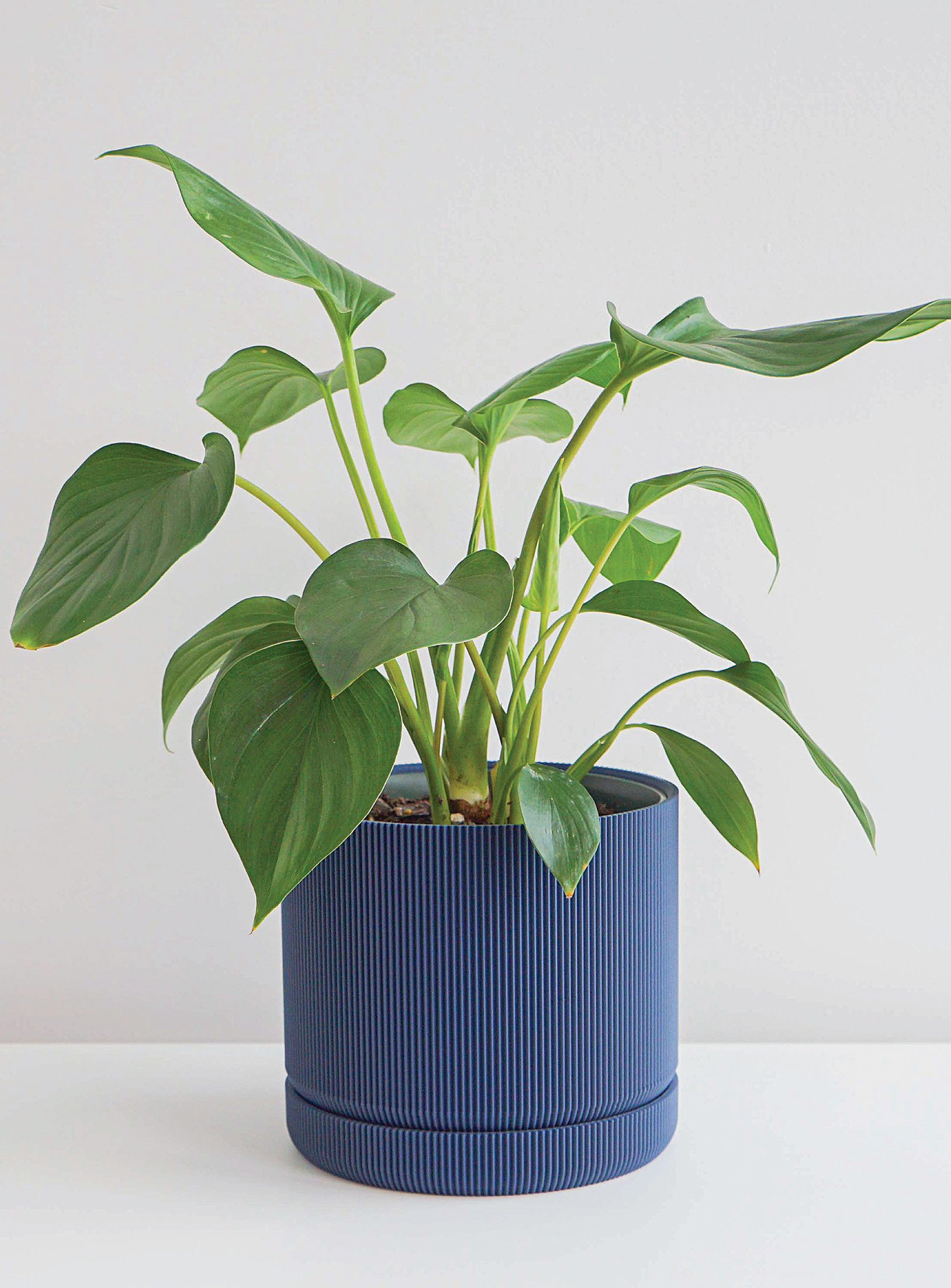 Conifer Homewares Hemlock Plant-based Planter See Available Sizes In Marine Blue