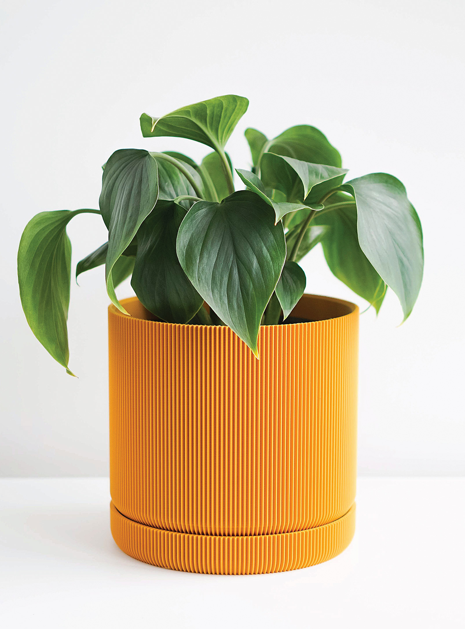 Conifer Homewares Hemlock Plant-based Planter See Available Sizes In Golden Yellow