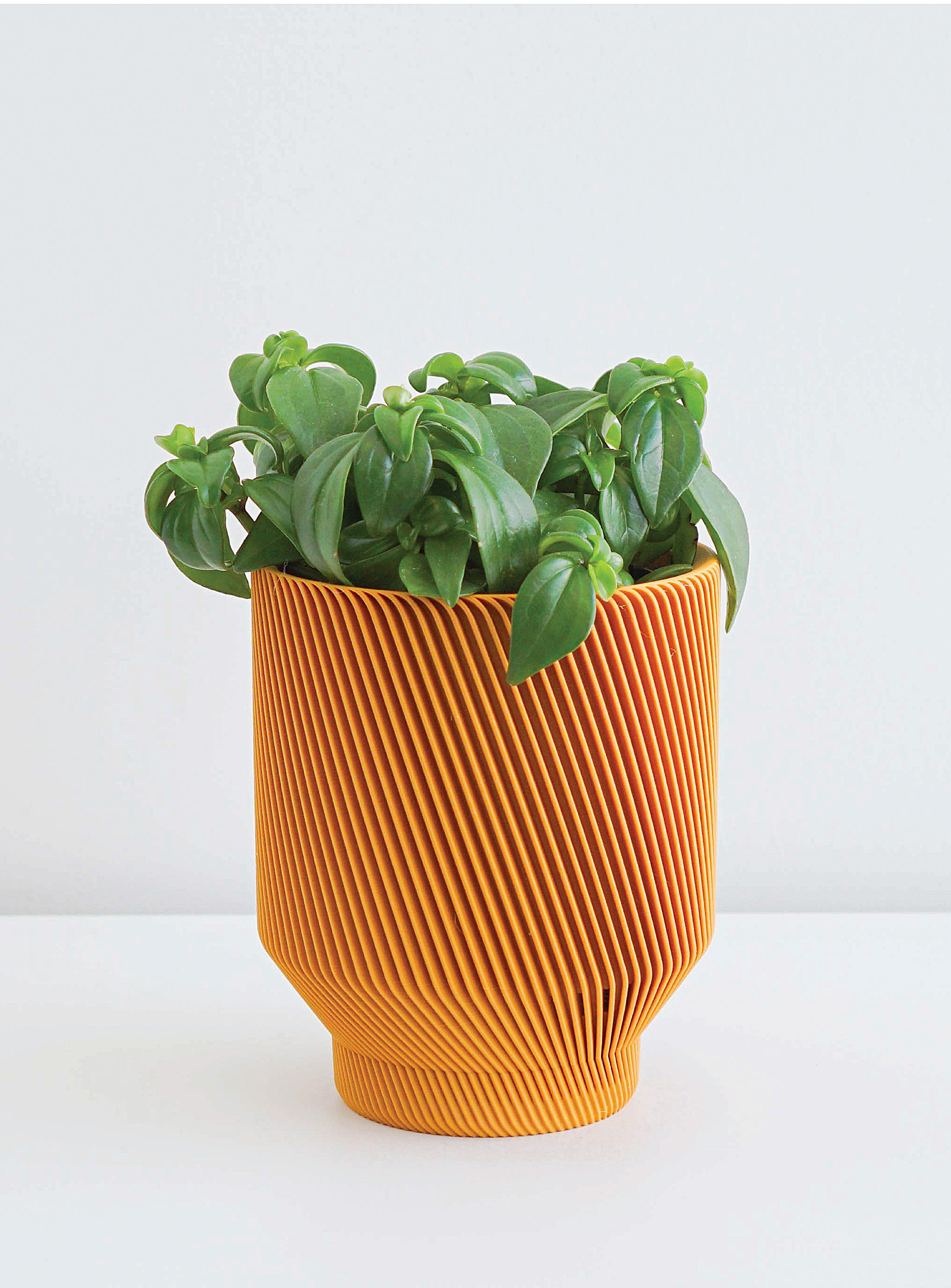 Conifer Homewares Spruce Plant-based Planter See Available Sizes In Golden Yellow