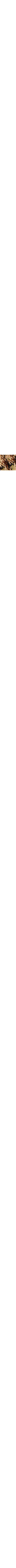 Brun à motifs
