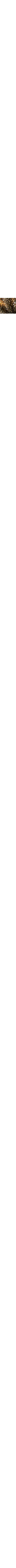 Blanc à motifs