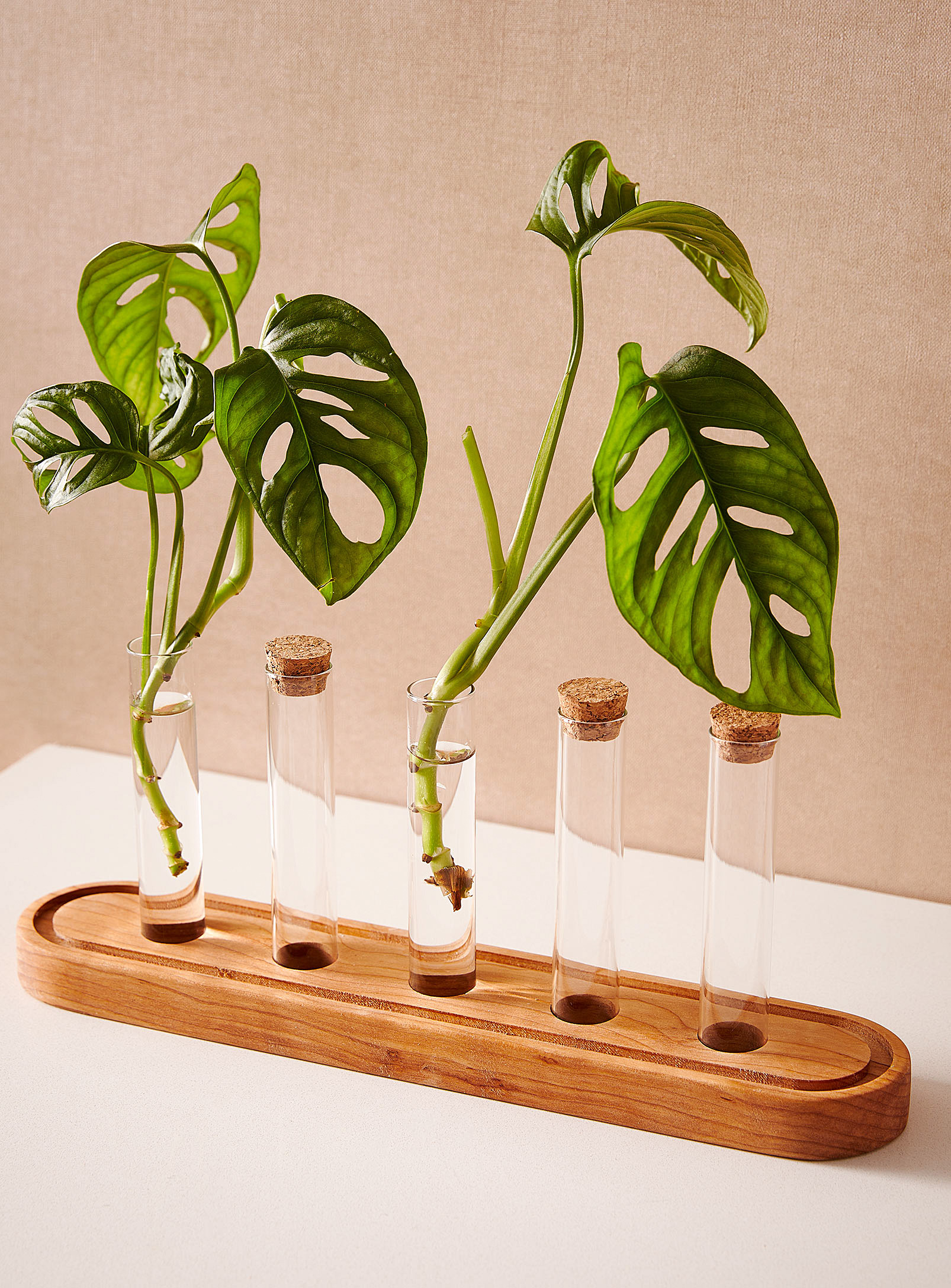 LivCan Design - La station de propagation pour plantes