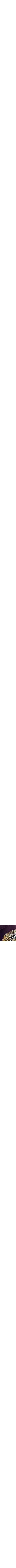 Pourpre à motifs