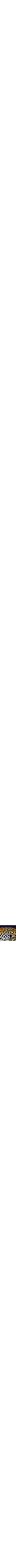 Pourpre à motifs
