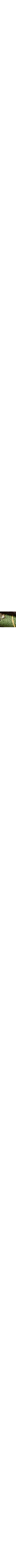 Vert à motifs