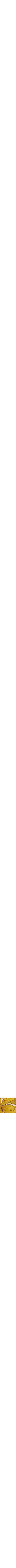 Verveine odorante